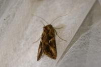 Autographa gamma