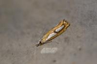 Catoptria pinella