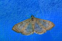 Patania ruralis