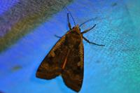 Noctua pronuba