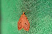 Miltochrista miniata