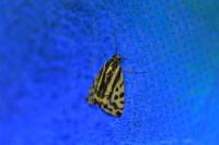Emmelia trabealis