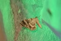 Epirrhoe alternata