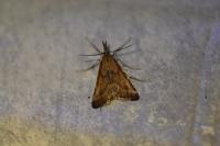 Synaphe punctalis