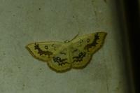 Cyclophora annularia