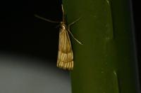 Chrysocrambus linetella
