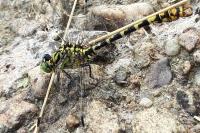 Onychogomphus forcipatus