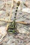 Onychogomphus forcipatus