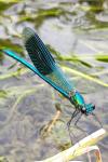 Calopteryx splendens