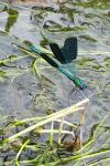 Calopteryx splendens