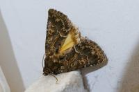Thalpophila matura