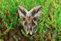 Autographa gamma