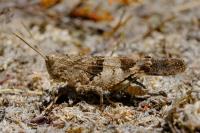 Oedipoda caerulescens