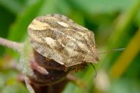 Eurygaster testudinaria