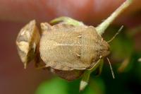 Eurygaster testudinaria