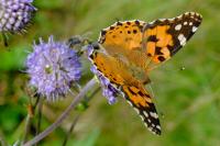 Vanessa cardui