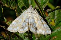 Elophila nymphaeata