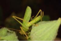 Meconema thalassinum