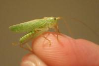 Meconema thalassinum