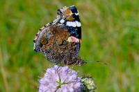Vanessa atalanta