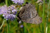 Aglais io