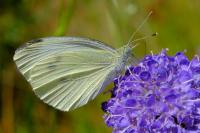 Pieris brassicae