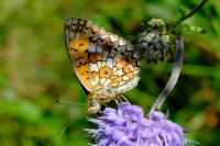 Boloria selene