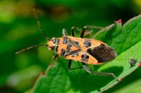 Corizus hyoscyami