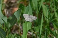 Scopula immorata