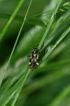 Grypocoris sexguttatus