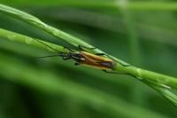 Leptopterna dolabrata