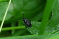 Capsus ater