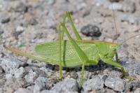 Tettigonia cantans
