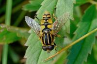 Helophilus pendulus