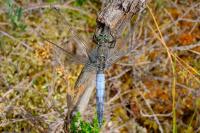 Orthetrum cancellatum