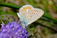 Polyommatus icarus