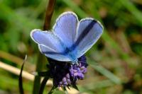 Polyommatus icarus