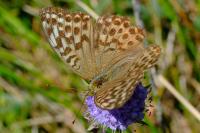 Argynnis paphia