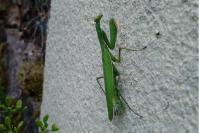 Mantis religiosa