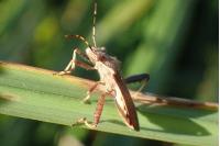 Camptopus lateralis
