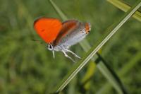 Lycaena dispar