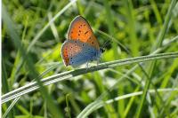 Lycaena dispar