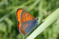 Lycaena dispar