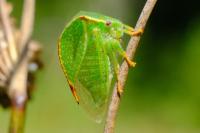 Stictocephala bisonia