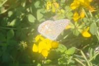 Polyommatus icarus