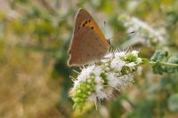 Lycaena phlaeas