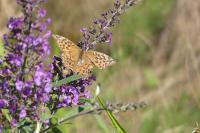 Argynnis paphia
