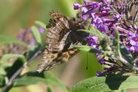 Argynnis paphia