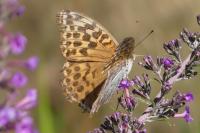 Argynnis paphia