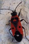 Melanocoryphus albomaculatus